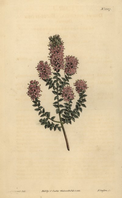 Buchu, Agathosma pulchella (Blunt-leaved diosma, Diosma pulchella) av Unbekannt
