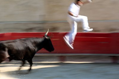 Tyrefekting (Course camarguaise). Et blodløst skue (for oksene) der målet er å rive en rosett fra hodet på en okse, Vallabregues, Frankrike av Unbekannt