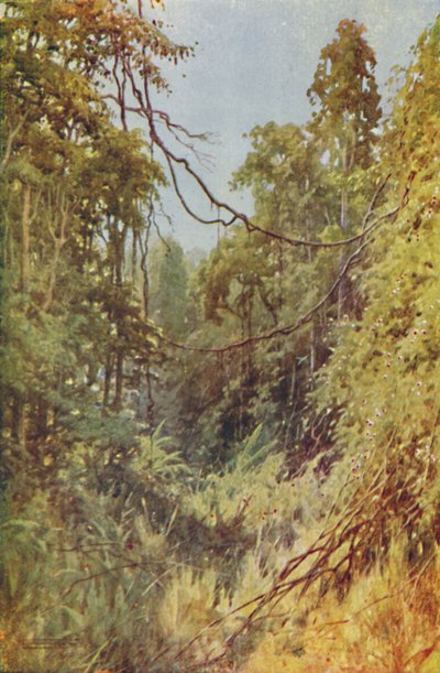 Burmesisk jungel, 1924 av Unbekannt