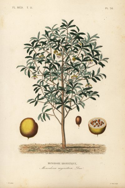 Calabash muskat, Monodora myristica, Monodore aromatique av Unbekannt