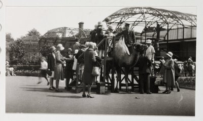 Kamelritt, ca 1930 av Unbekannt