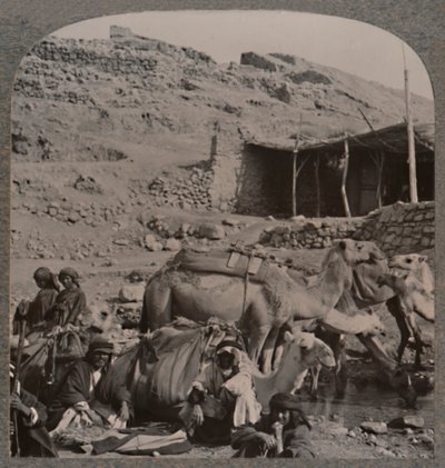 Kameltog fra Jerash, vanning ved Elisha-fontenen, ca. 1900 av Unbekannt