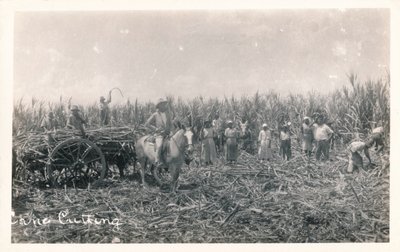 Cane Cutting, c1930 av Unbekannt