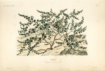 Kaperbusk eller Flindersrose, Capparis spinosa, Caprier av Unbekannt