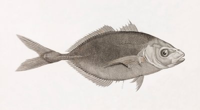 Caranx Lune, nærbilde av Unbekannt