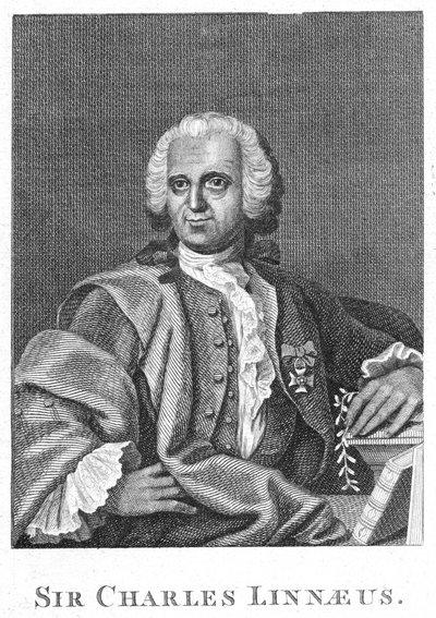 Carolus Linnaeus , svensk naturforsker fra 1700-tallet av Unbekannt
