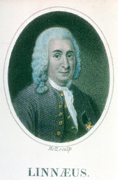 Carolus Linnaeus, svensk naturforsker fra 1700-tallet, tidlig på 1800-tallet av Unbekannt