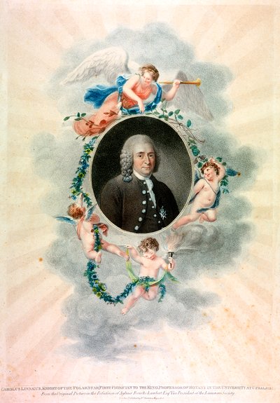 Carolus Linnaeus , svensk naturforsker og lege, 1807 av Unbekannt