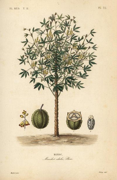 Mandler, yuca eller indianerplante, Manihot esculenta, Manihot esculenta, Manihot esculenta, Manihot esculenta av Unbekannt