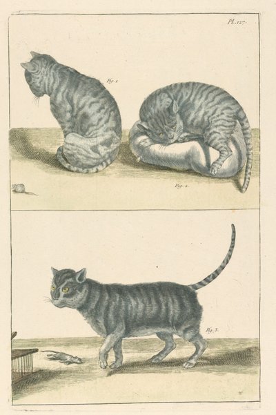 Katter av Unbekannt
