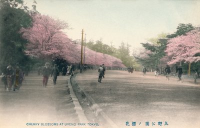 Kirsebærblomstrer i Uyeno Park Tokyo, c1910 av Unbekannt