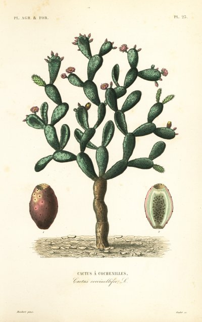 Cochenillekaktus, Nopalea cochenillifera, Opuntia cochenillifera, Cactus cochenillifer, Cactus coccinellifer, Cactus a cochenilles av Unbekannt