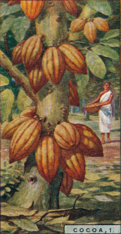 Kakao, 1. - Cacao Tree, Trinidad, 1928 av Unbekannt