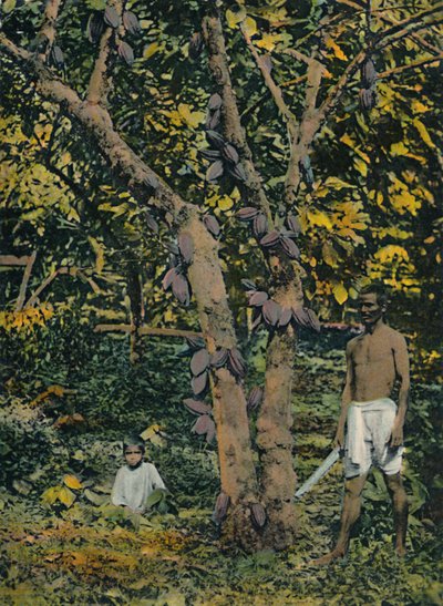 Kakao i full føring, Trinidad og Tobago, c1914. av Unbekannt