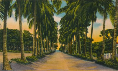 Coconut Avenue, Barranquilla, c1940-tallet, av Unbekannt
