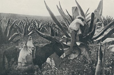 Samler honning-vann fra en Maguey, 1916 av Unbekannt