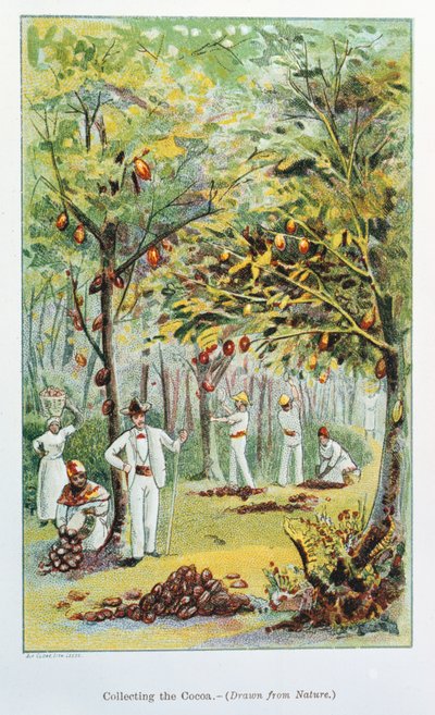 Innsamling av kakao, Venezuela, 1892 av Unbekannt