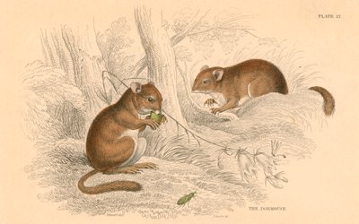 Vanlig dormus Muscardinus arvellanarius, dvalegnager, 1828 av Unbekannt