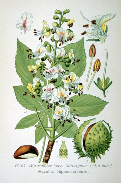 Vanlig hestekastanje, 1893 av Unbekannt