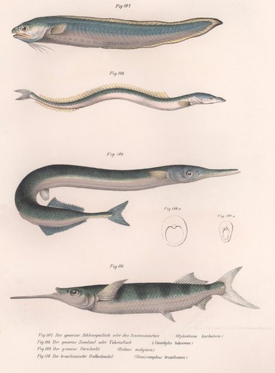 Vanlig slangefisk. Vanlig tobis. Vanlig Hornhecht. Brasiliansk halvnebb, ca. 1850-tallet av Unbekannt