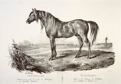 København, hertugen av Wellingtons hest, 1800-tallet av Unbekannt