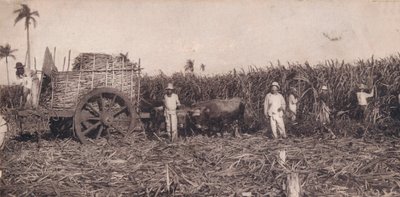 Corte de Canna. - Samler sukkerrør. Cuba, ca 1900 av Unbekannt