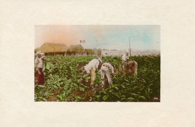 Tobakkshøst. - Tobakksplantasje., c1910 av Unbekannt
