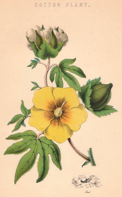 Bomullsplante, c1800-tallet av Unbekannt