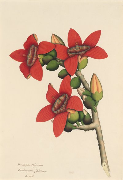 Cotton Tree Flowers, ca. 1800-1805. av Unbekannt