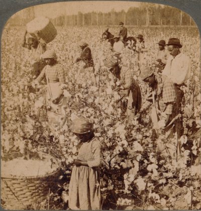 Bomull er konge - plantasjescene med plukkere på jobb. Georgia, ca 1900 av Unbekannt