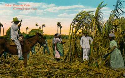 Cuba: Corte de Cana. Kutting av sukkerrør, c1910 av Unbekannt