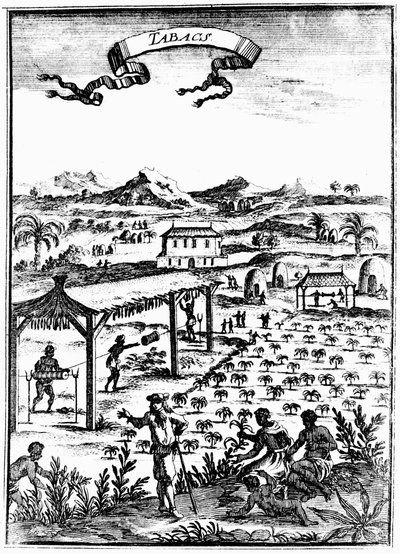 Dyrking og herding av tobakk i Vestindia ved bruk av slavearbeid, 1686 av Unbekannt
