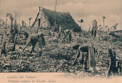 Tobakksdyrking. Tobakkskultur i Vuelta Abajo, ca 1900 av Unbekannt