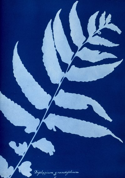 Cyanotype av Diplazium grandifolium av Unbekannt