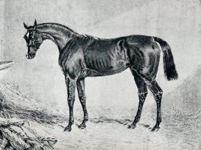 Cyprian, 1800-tallet, 1911 av Unbekannt