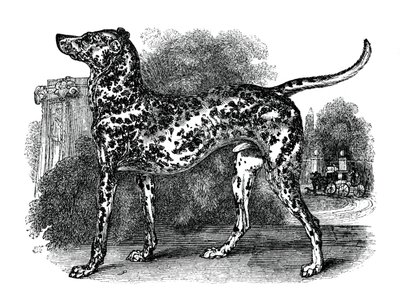 Dalmatisk hund, 1848 av Unbekannt