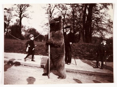 Dansende bjørn, ca 1905 av Unbekannt
