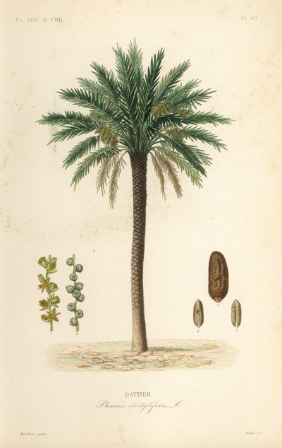 Daddelpalme, Phoenix dactylifera, Dattier av Unbekannt