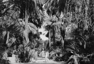 Daddelpalmer, Palermo, Sicilia, Italia, c1920-c1930s av Unbekannt