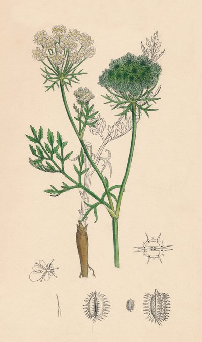 Daucus Carota. Vill gulrot, 1800-tallet av Unbekannt