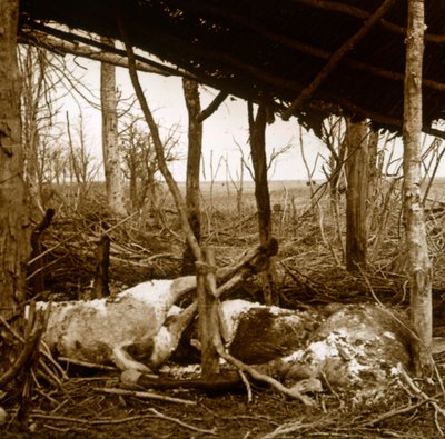Døde hester, Verdun, Nord-Frankrike, c1914-c1918 av Unbekannt
