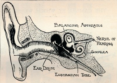 Delicate Mechanism of the Ear, c1934 av Unbekannt