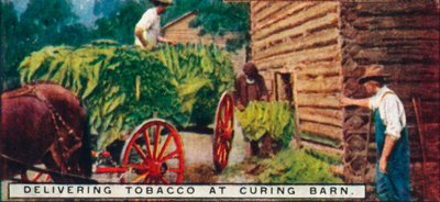 Levering av tobakk på Curing Barn, 1926 av Unbekannt