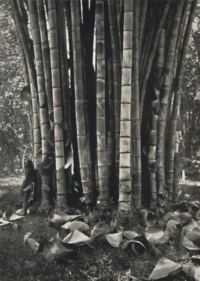 Den nedre delen av stilkene til en gigantisk bambusplante i Peradeniya, 1926 av Unbekannt