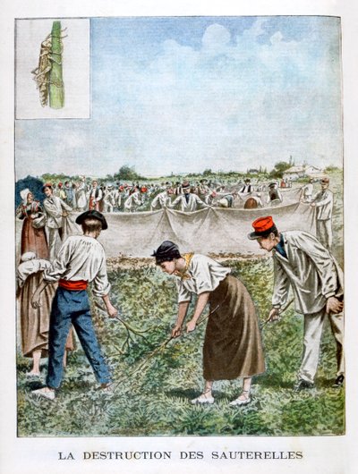 Ødelegge gresshoppen, 1901 av Unbekannt