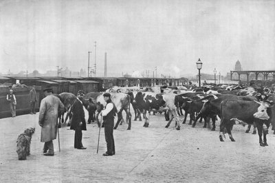 Avtrening av storfe, LNWR-depot, York Road, London, c1903 1903 av Unbekannt