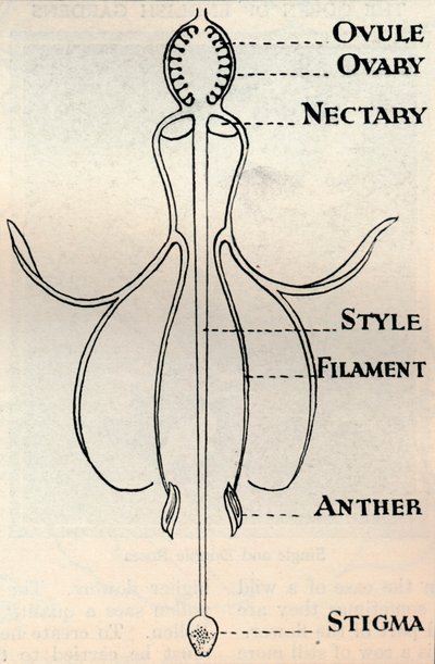 Diagram av en Fuchsia-blomst, som viser mekanismen som brukes for å produsere frø, c1934 av Unbekannt