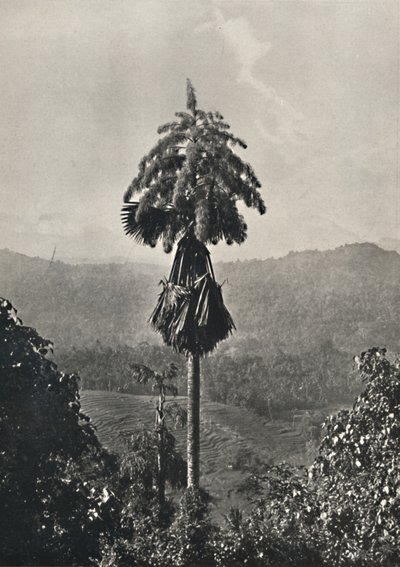 Die Talipotpalm Corypha umbracalifera i Blute, 1926 av Unbekannt