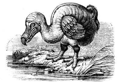 Dodo, 1884 av Unbekannt