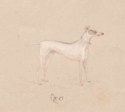 Hund, 1800-tallet. av Unbekannt